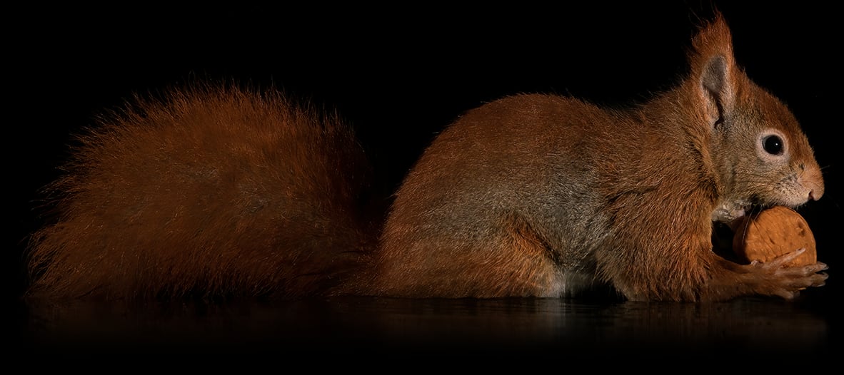 squirrel